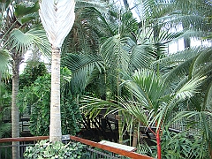 319 Longwood Gardens [2008 August 23]